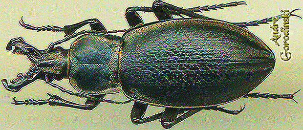 http://www.gorodinski.ru/carabus/Cychrostomus anchocephalus.jpg